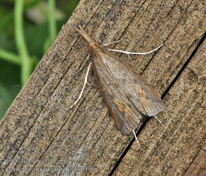 Schoenobius gigantella Trávovec obrovský