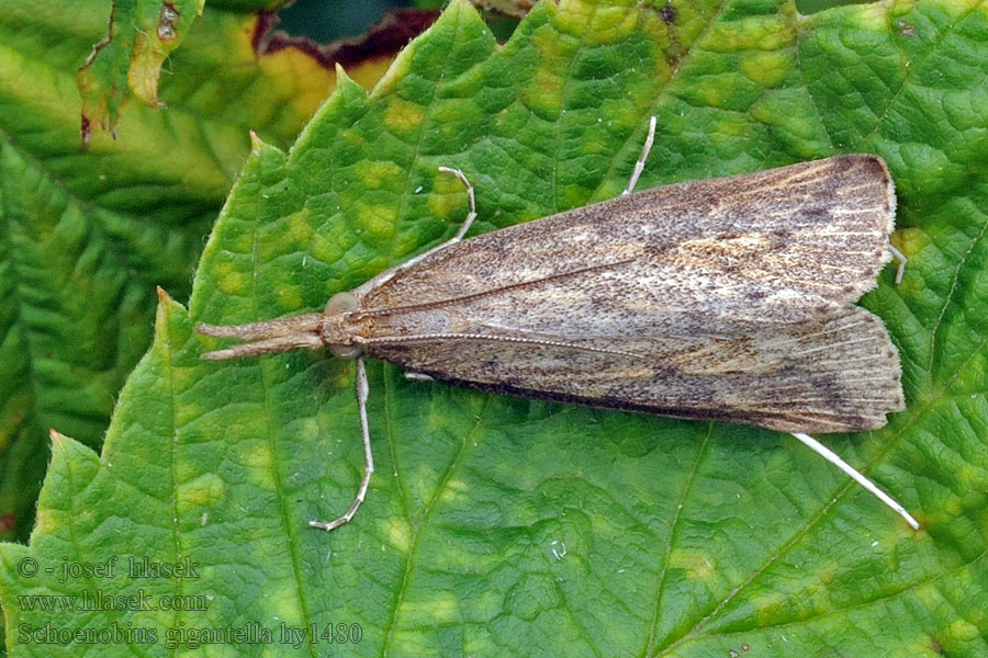 Travařík velký Schoenobius gigantella