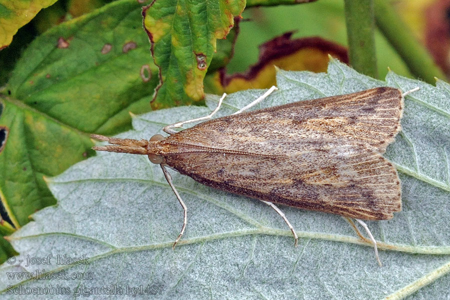 Trávovec obrovský Stort sävmott Schoenobius gigantella