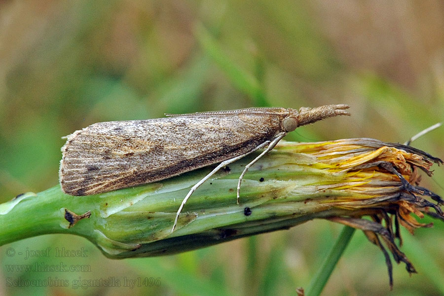 Stort sävmott Schoenobius gigantella