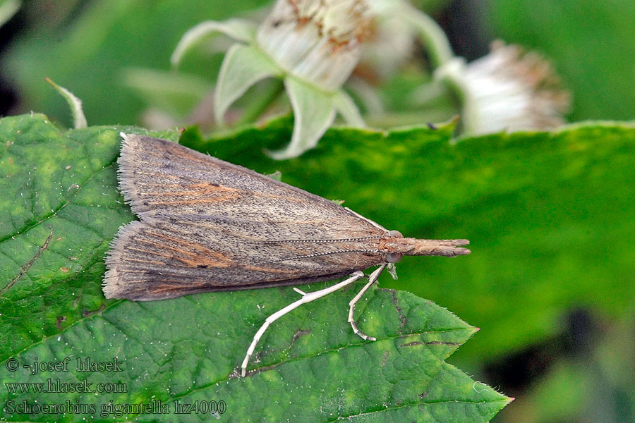 Schoenobius gigantell