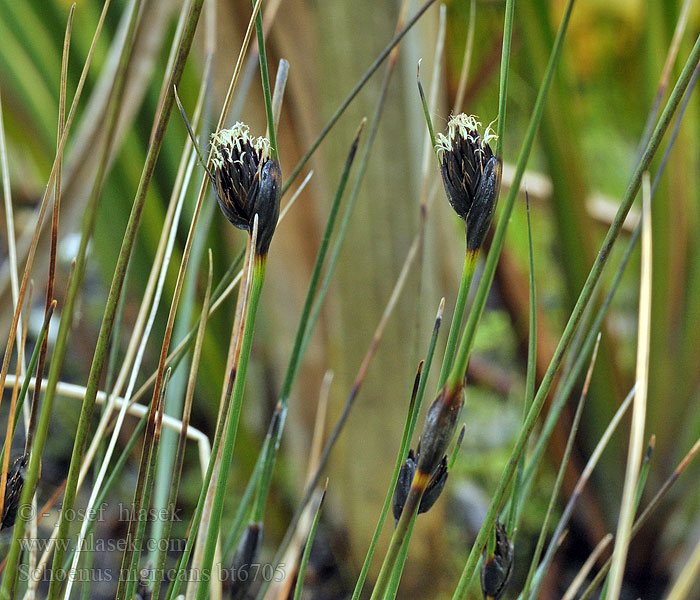 Schoenus nigricans Схенус черноватый אחיגומא משחיר