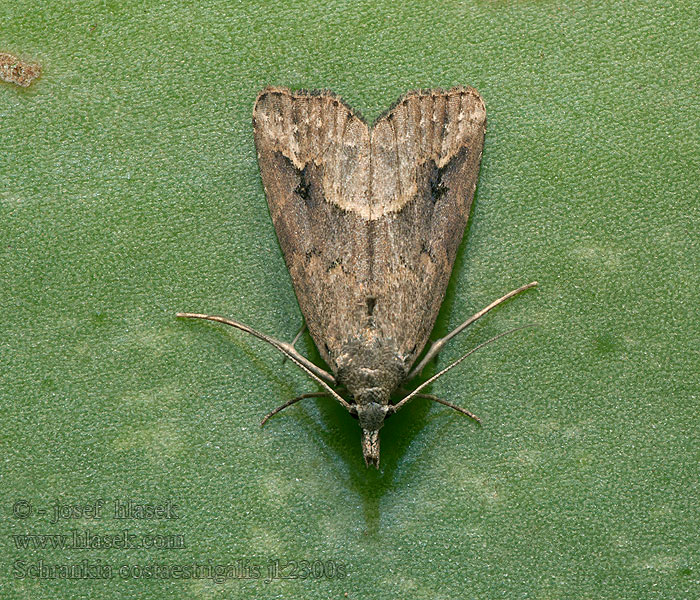 Schrankia costaestrigalis Gepijlde micro-uil keskenyszárnyú karcsúbagoly Koisayökkönen Snedstreckat mottfly