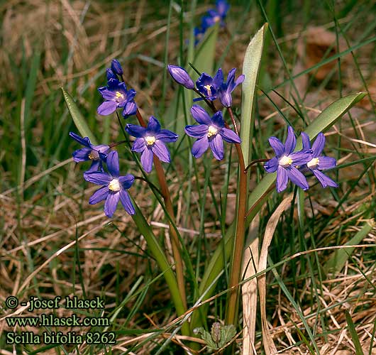 Scilla bifolia Ladoňka dvoulistá Zweiblättrige Meerzwiebel Blaustern