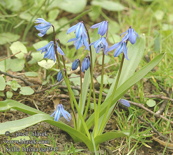 Scilla bifolia Two-leaf squill Cebulica dwulistna Scille deux feuilles