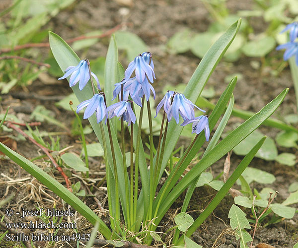 Scilla bifolia Scila dvojlistá Tidig blåstjärna Tavaszi csillagvirág