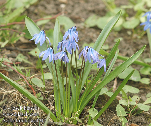 Scilla bifolia Scila dvojlistá Tidig blåstjärna Tavaszi csillagvirág