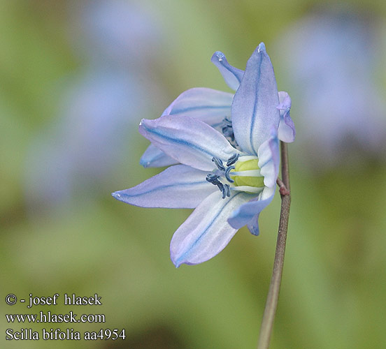 Scilla bifolia silvestre Vroege sterhyacint Tyrkerblåstjerne