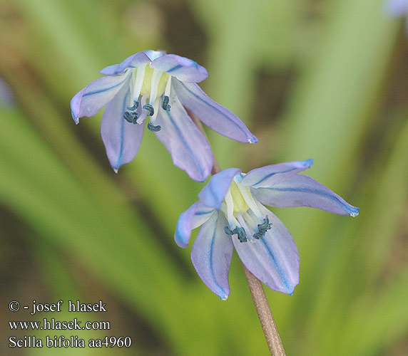 Scilla bifolia Ladoňka dvoulistá Пролеска двулистная