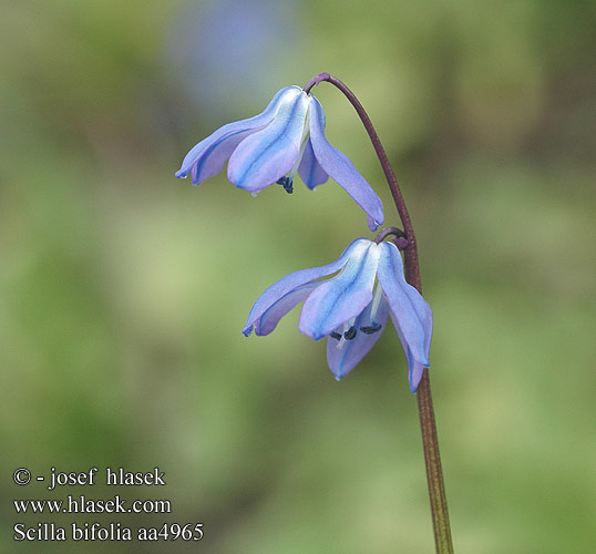 Scilla bifolia Zweiblättrige Meerzwiebel Blaustern