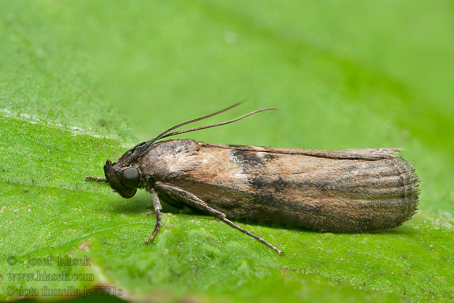 Sciota fumella Vijačka zadymená Östligt molnmott