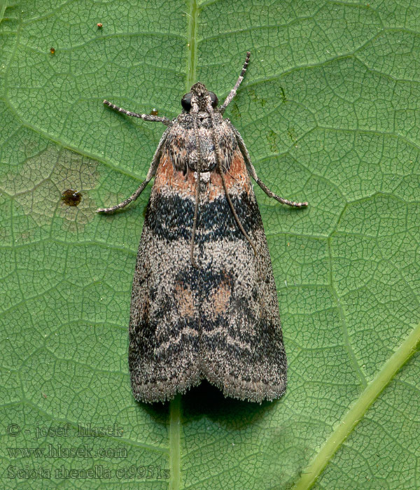 Sciota rhenella