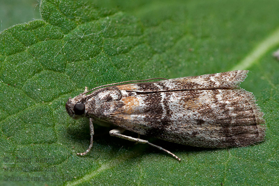 Sciota rhenella