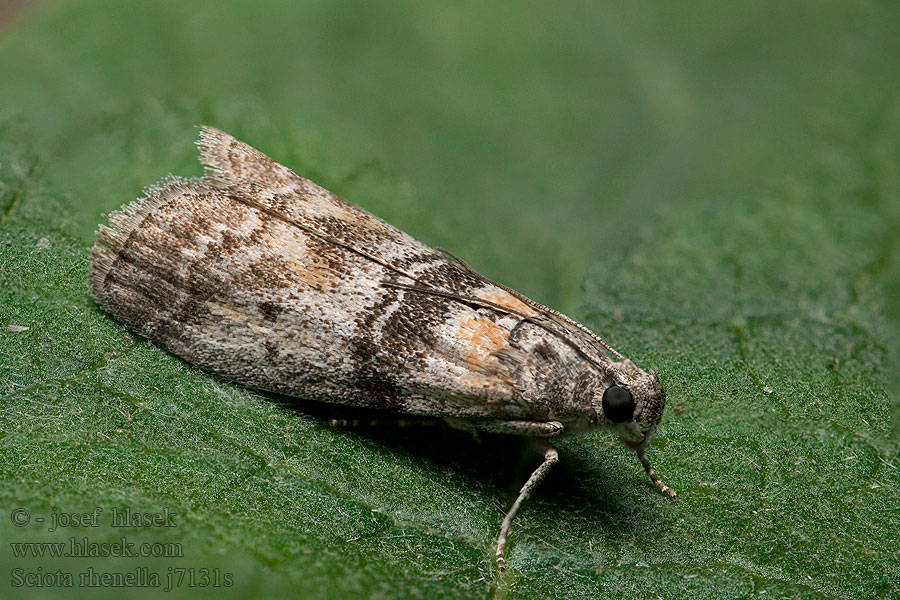 Sciota rhenella