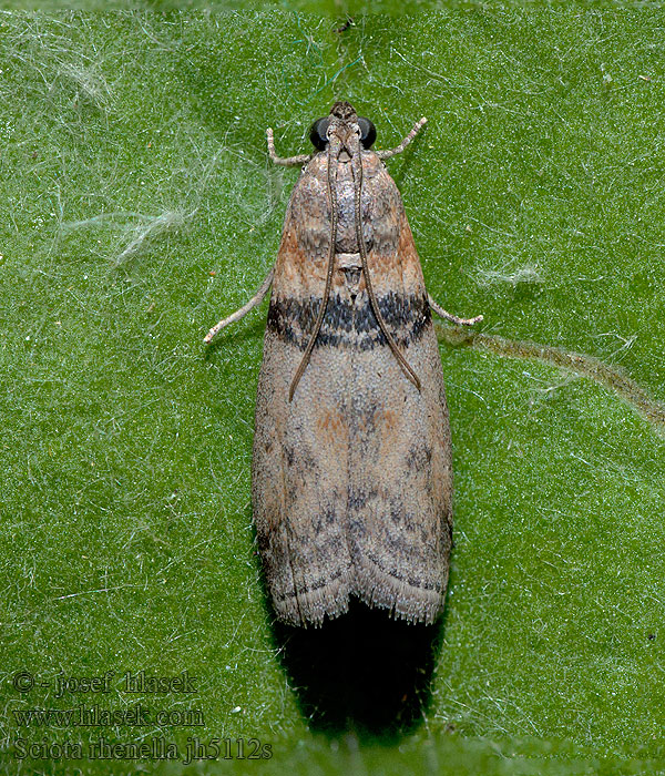 Sciota rhenella