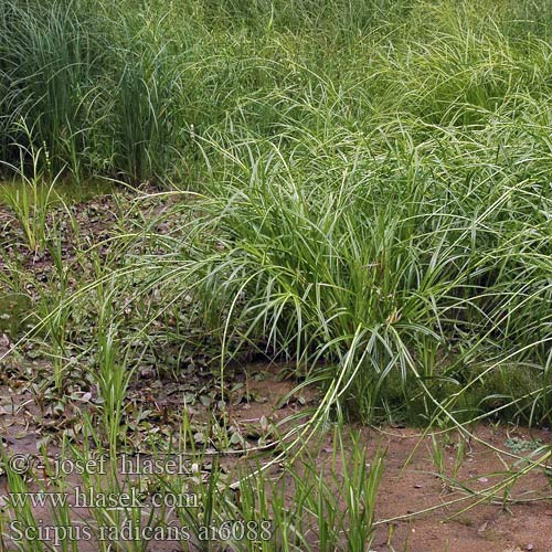 Scirpus radicans Wurzelnde Simse Skřípina kořenující Sitowie korzenioczepne