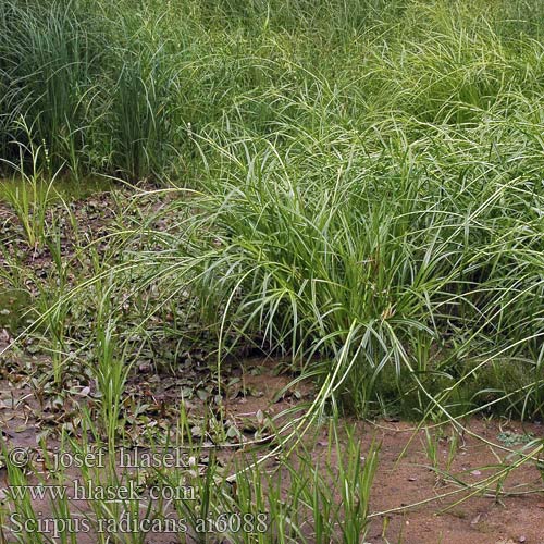 Scirpus radicans Wurzelnde Simse Skřípina kořenující Sitowie korzenioczepne