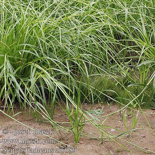 Scirpus radicans Skřípina kořenující Sitowie korzenioczepne Juurtokaisla
