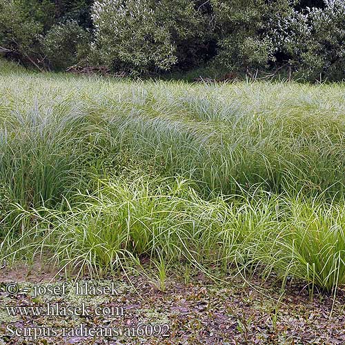 Scirpus radicans Bølget Kogleaks Bågsäv Gyökerező káka Buesivaks