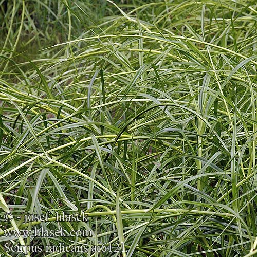 Scirpus radicans Камыш укореняющийся Škripina koreňujúca