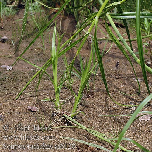 Scirpus radicans Škripina koreňujúca комиш укорінливий Wurzelnde Simse