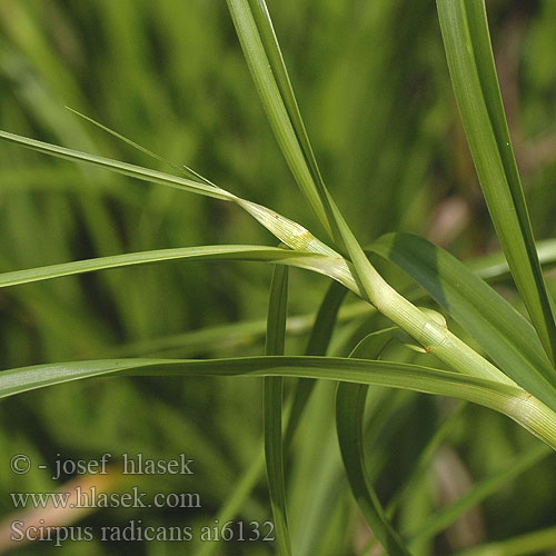 Scirpus radicans Sitowie korzenioczepne Juurtokaisla Bølget Kogleaks