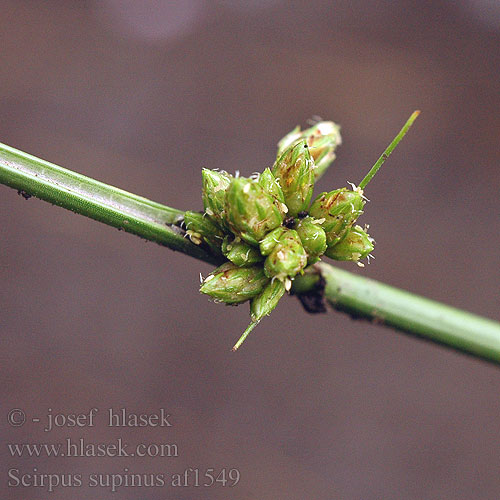 Scirpus supinus Schoenoplectus Isolepis Skřípinec poléhavý