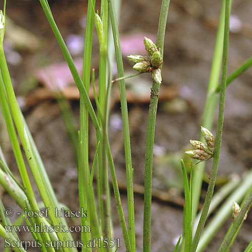 Scirpus supinus Niedrige Teichbinse Henye káka Камыш приземистый