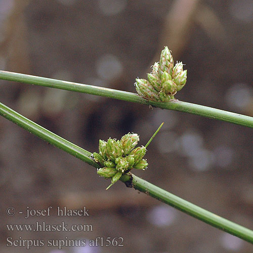 Scirpus supinus Scirpe couché Škripec nízky Bičje enoletno Schoenoplectus