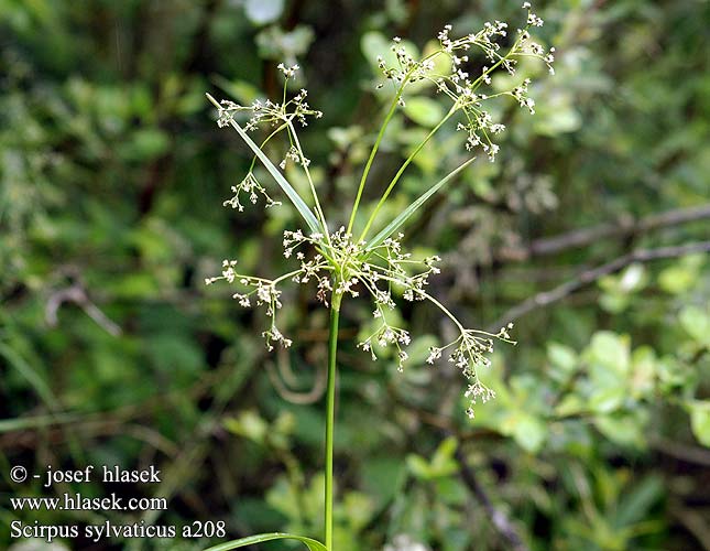 Scirpus sylvaticus ホタルイ属 Viksvameldis Sitowie leśne