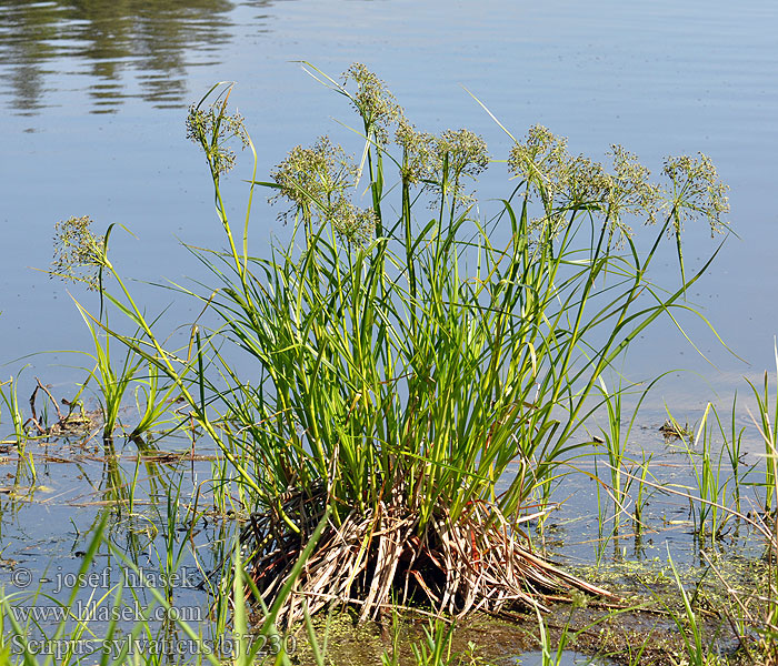 Scirpus sylvaticus Wood Club-rush Wald-Simse