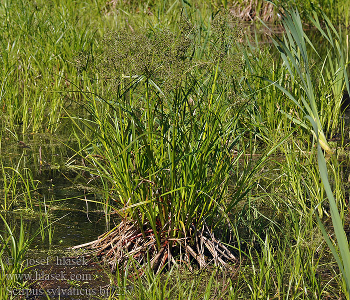 Scirpus sylvaticus Škripina lesná Skřípina lesní