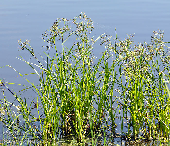 Scirpus sylvaticus Skov-Kogleaks Metskõrkjas Korpikaisla