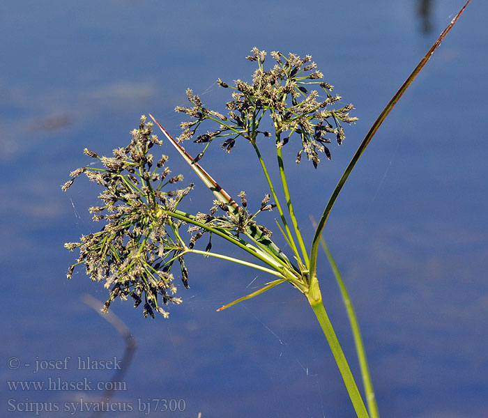 Scirpus sylvaticus Scirpe bois Bosbies Obicna sasika