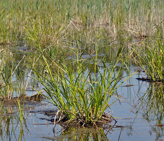 Scirpus sylvaticus Lisca prati Liekninis viksvameldis