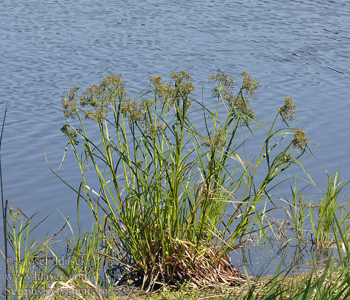 Scirpus sylvaticus Meža meldra Közönséges káka Skogsivaks