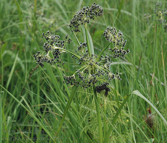 Scirpus sylvaticus Камышёвник камыш лесной Комиш лісовий