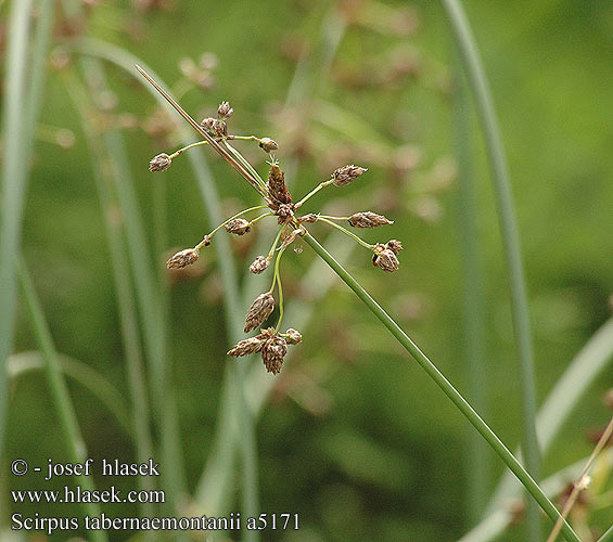 Scirpus tabernaemontanii skřípinec dvoublizný Bonte bies Scirpe glauque Blågrøn kogleaks Oczeret Камыш Табернемонтана Зебринус zebrinus