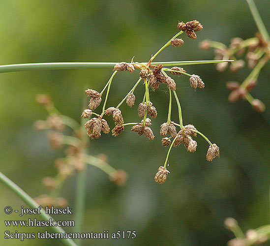 Scirpus tabernaemontanii Scirpe glauque Blågrøn kogleaks Oczeret Камыш Табернемонтана Зебринус zebrinus skřípinec dvoublizný Bonte bies