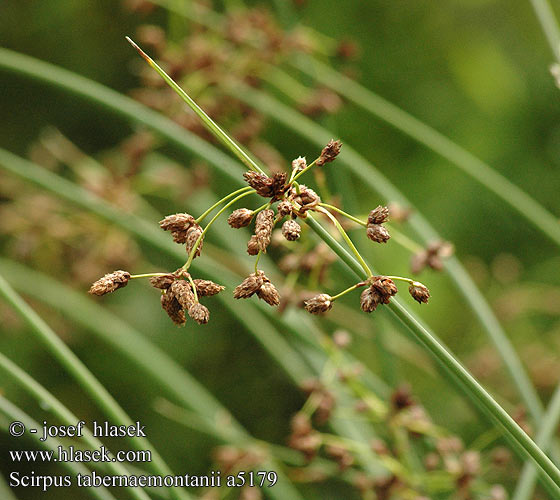 Scirpus tabernaemontanii Камыш Табернемонтана Зебринус zebrinus skřípinec dvoublizný Bonte bies Scirpe glauque Blågrøn kogleaks Oczeret