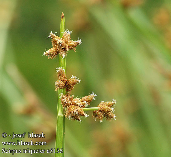 Scirpus triqueter Scirpe triquètre Driekantige bies Dreikant-Teichsimse