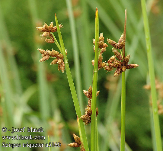 Scirpus triqueter Dreikant-Teichsimse Камыш трехгранный комиш тригранний