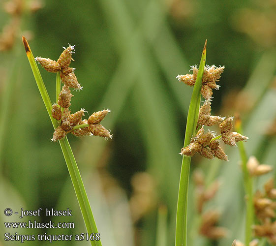 Scirpus triqueter Skřípinec trojhranný Scirpe triquètre Driekantige bies