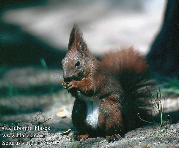 Egern Orava Ecureuil roux Rode eekhoorn