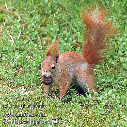 Sciurus vulgaris ae1093