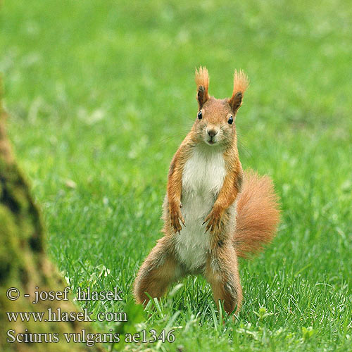 Sciurus vulgaris ae1346