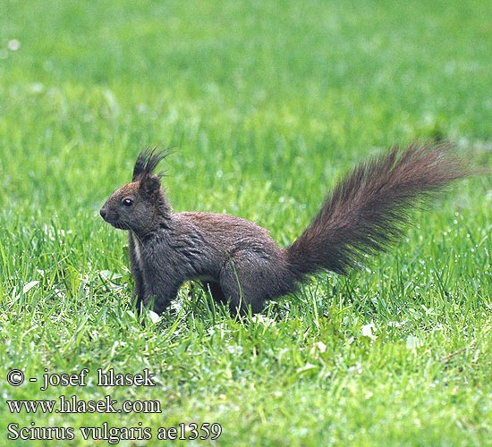 Sciurus vulgaris ae1359