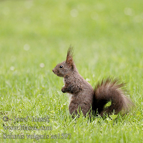 Sciurus vulgaris ae1597