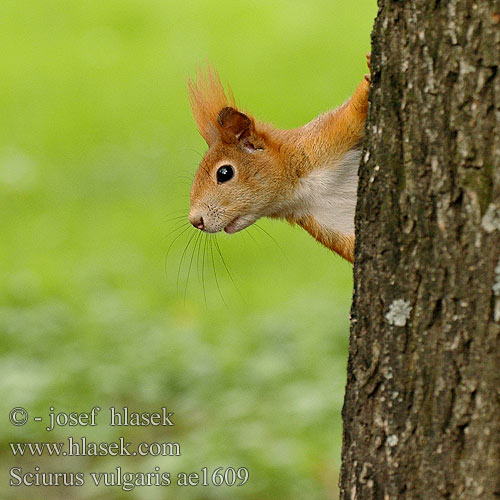 Sciurus vulgaris ae1609