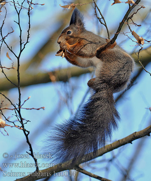 Sciurus vulgaris ba0014